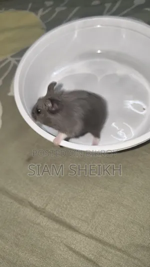 One pair of adult Russian Dwarf Hamsters for sale