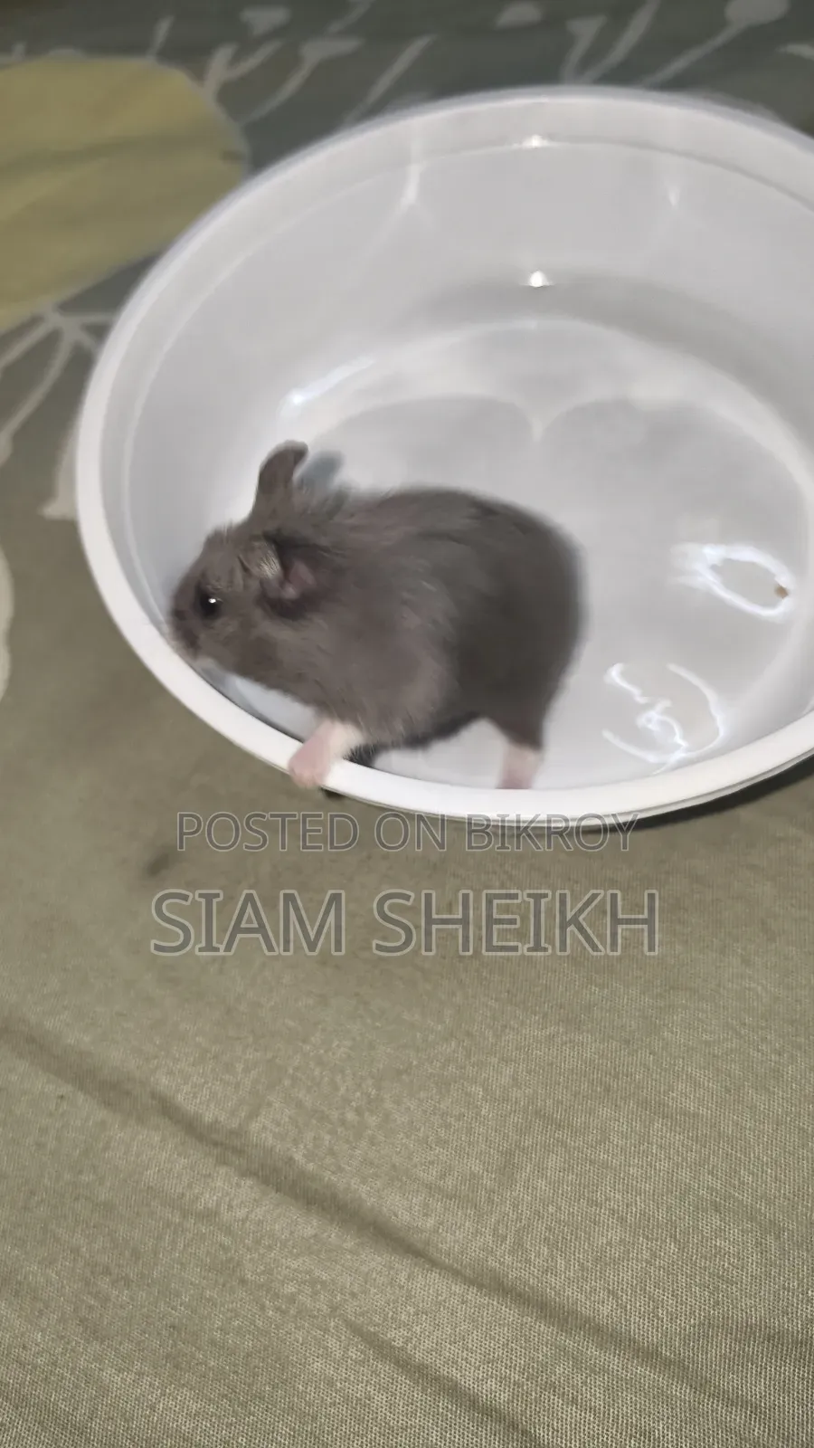 One pair of adult Russian Dwarf Hamsters for sale