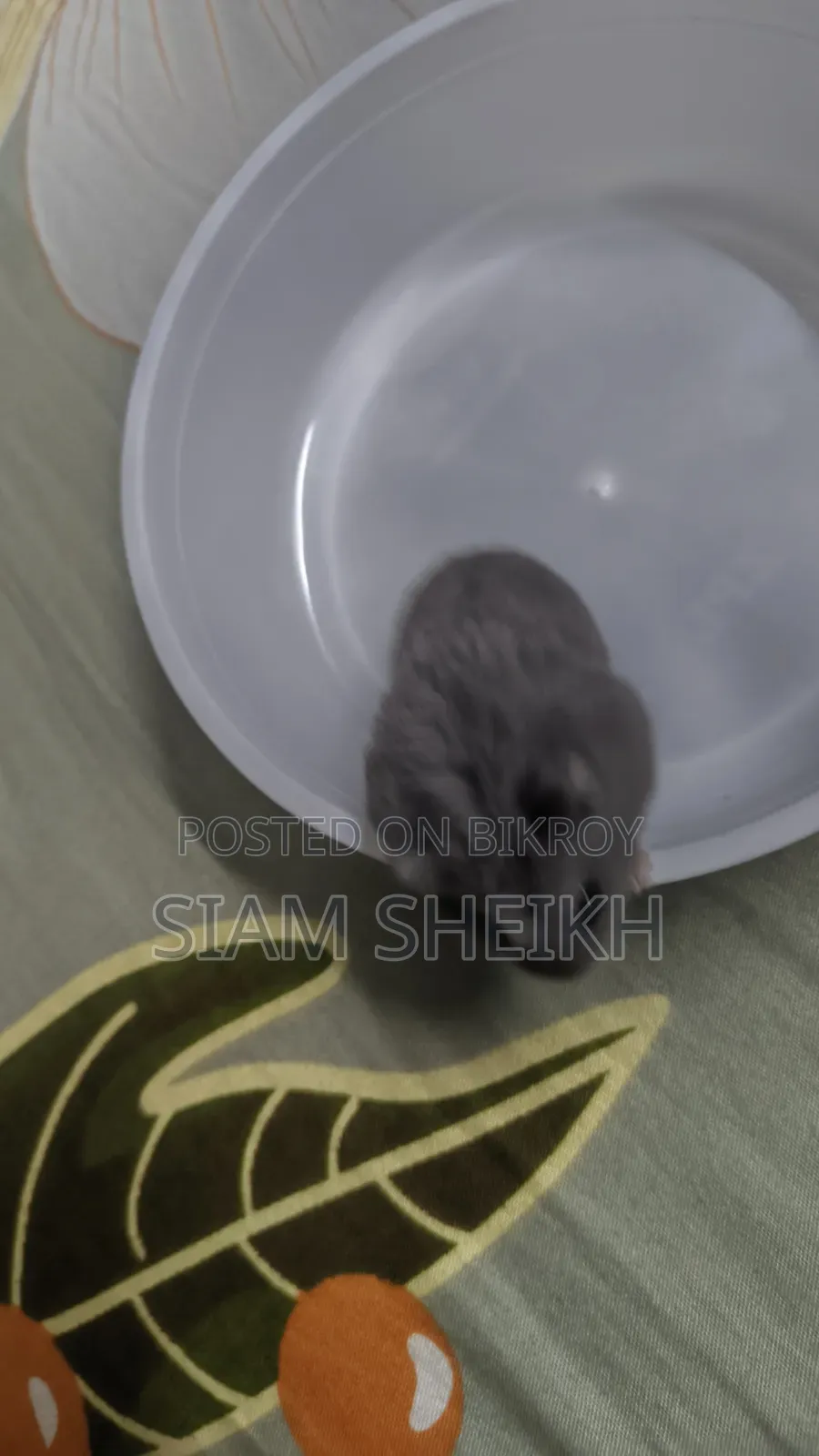 One pair of adult Russian Dwarf Hamsters for sale