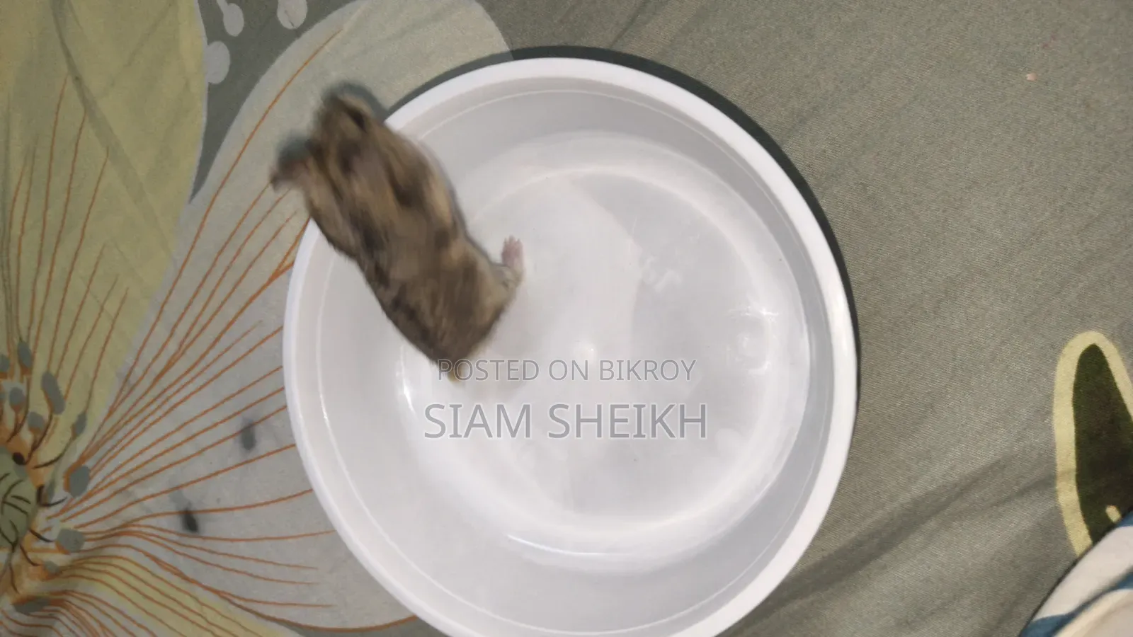 One pair of adult Russian Dwarf Hamsters for sale