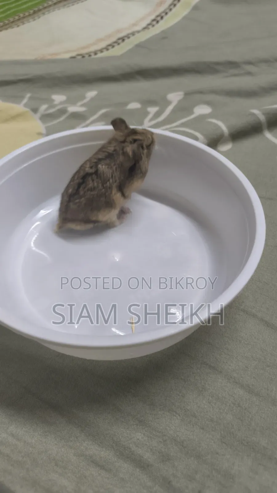 One pair of adult Russian Dwarf Hamsters for sale