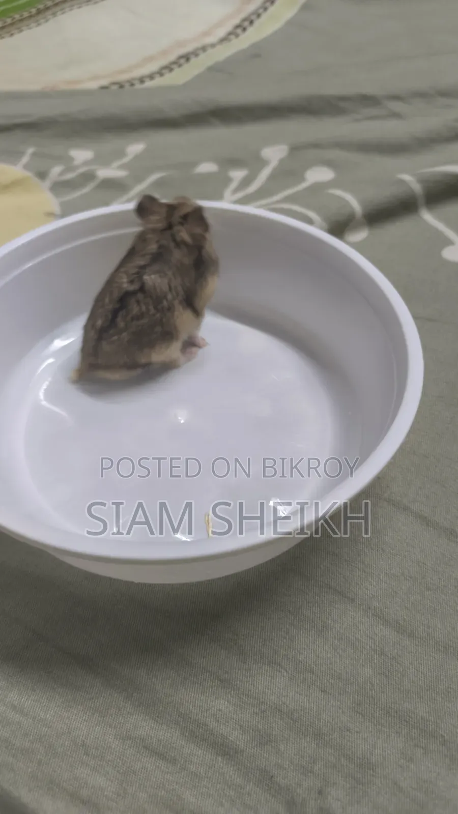 One pair of adult Russian Dwarf Hamsters for sale