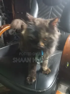 3-6 Months Female Purebred Persian