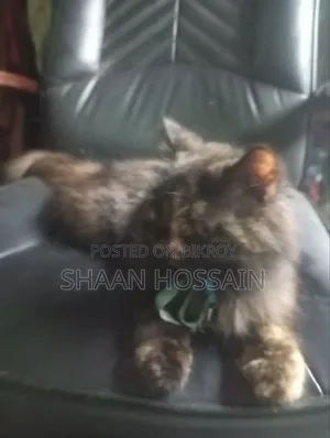 3-6 Months Female Purebred Persian