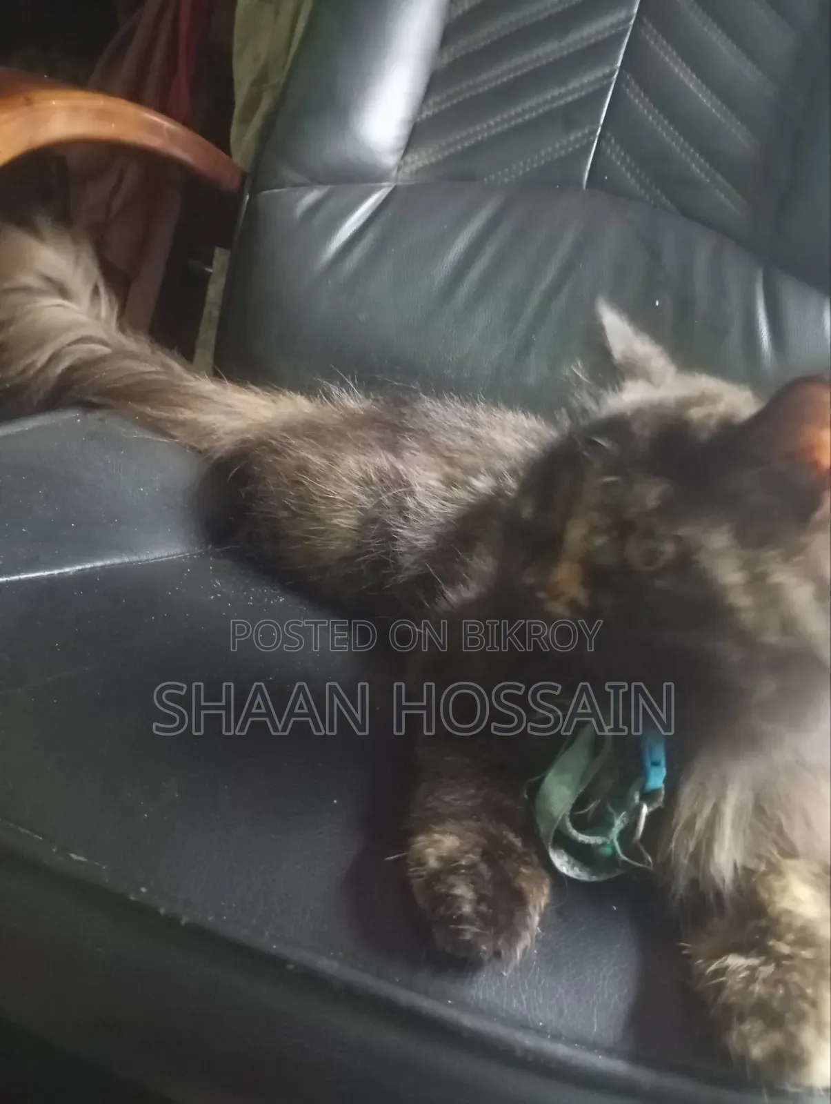 3-6 Months Female Purebred Persian