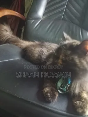 3-6 Months Female Purebred Persian