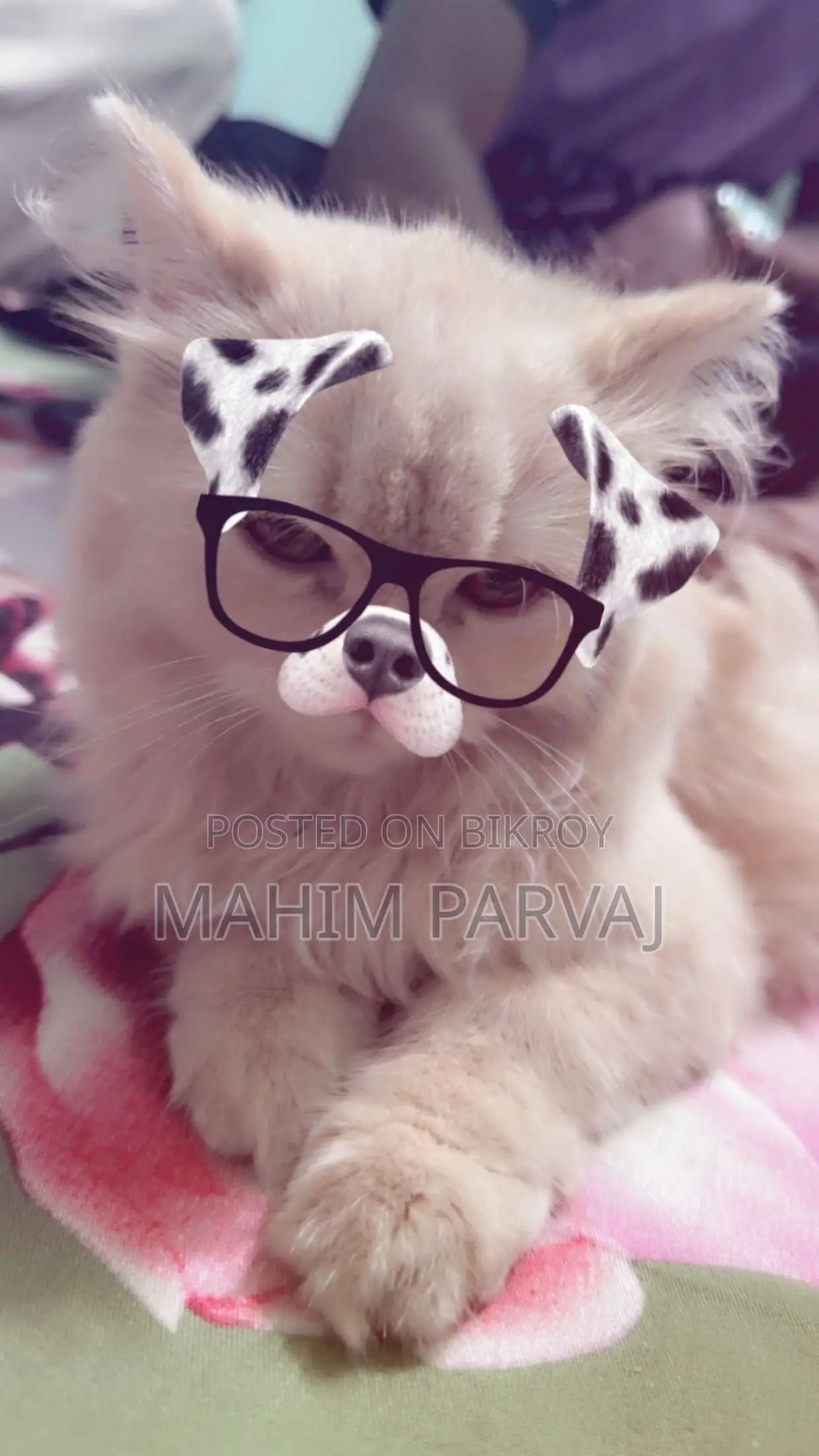 3-6 months Female Purebred Persian