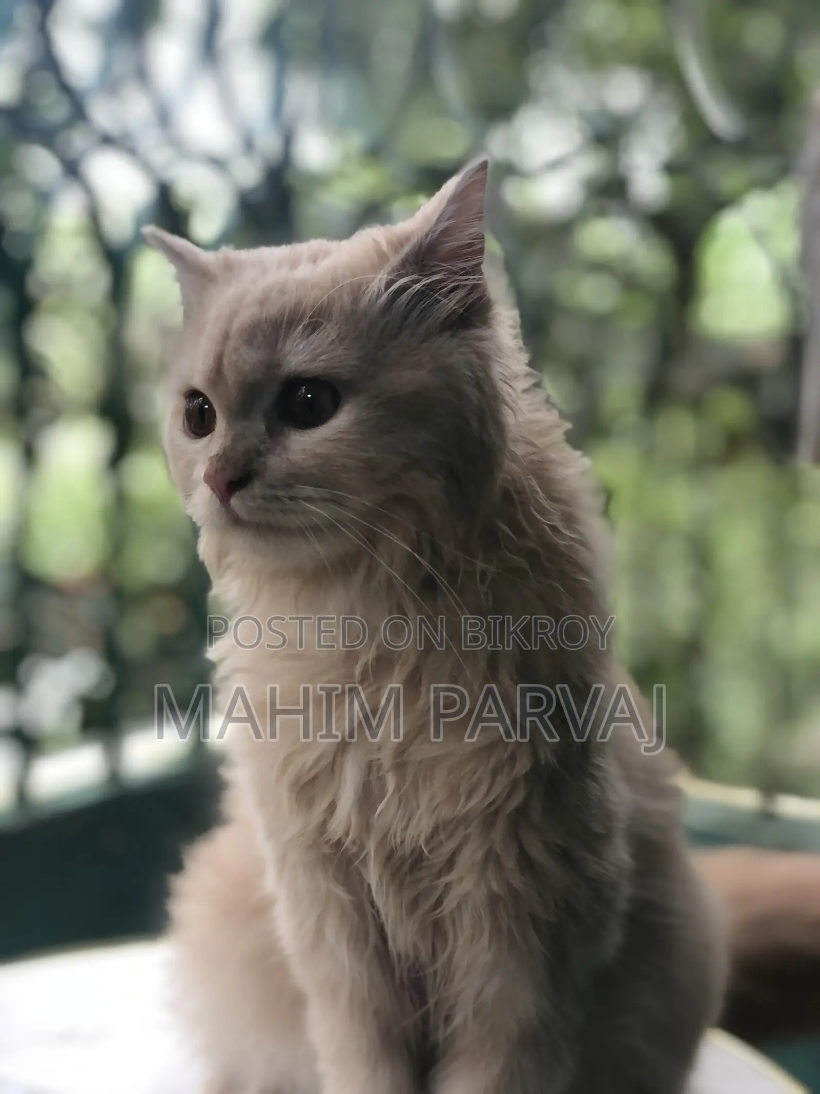 3-6 months Female Purebred Persian