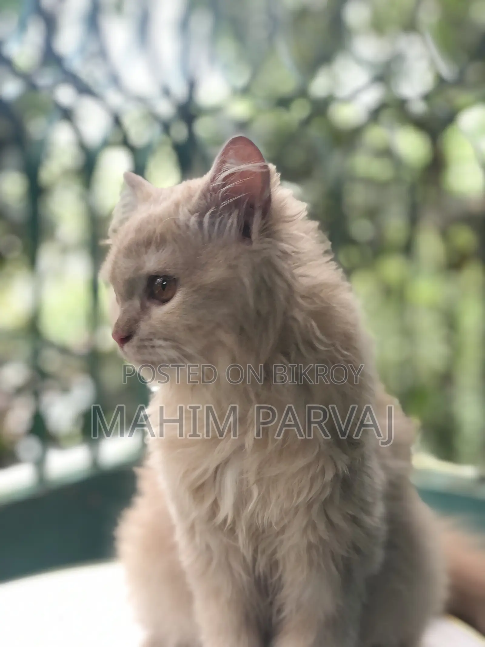 3-6 months Female Purebred Persian