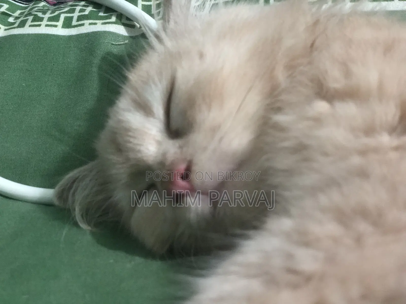 3-6 months Female Purebred Persian