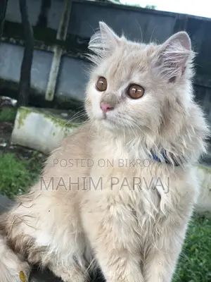 3-6 months Female Purebred Persian