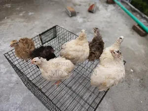 European Giant Coturnix