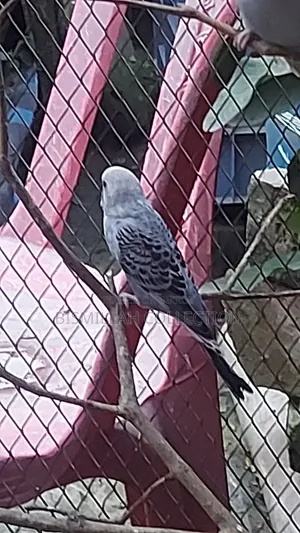 বাজিগর পাখি