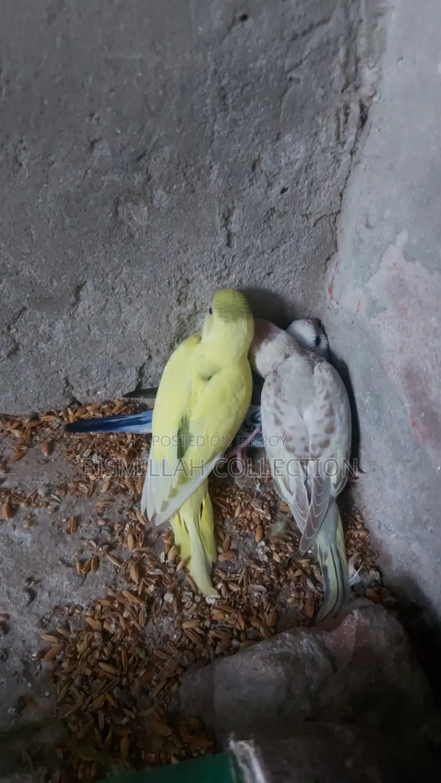 Budgerigar Bird