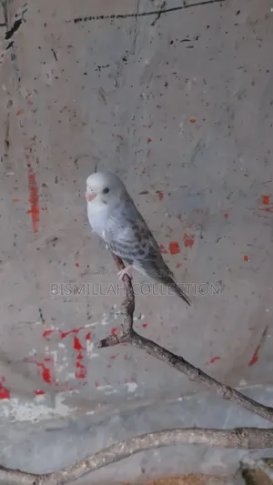 Budgerigar Bird