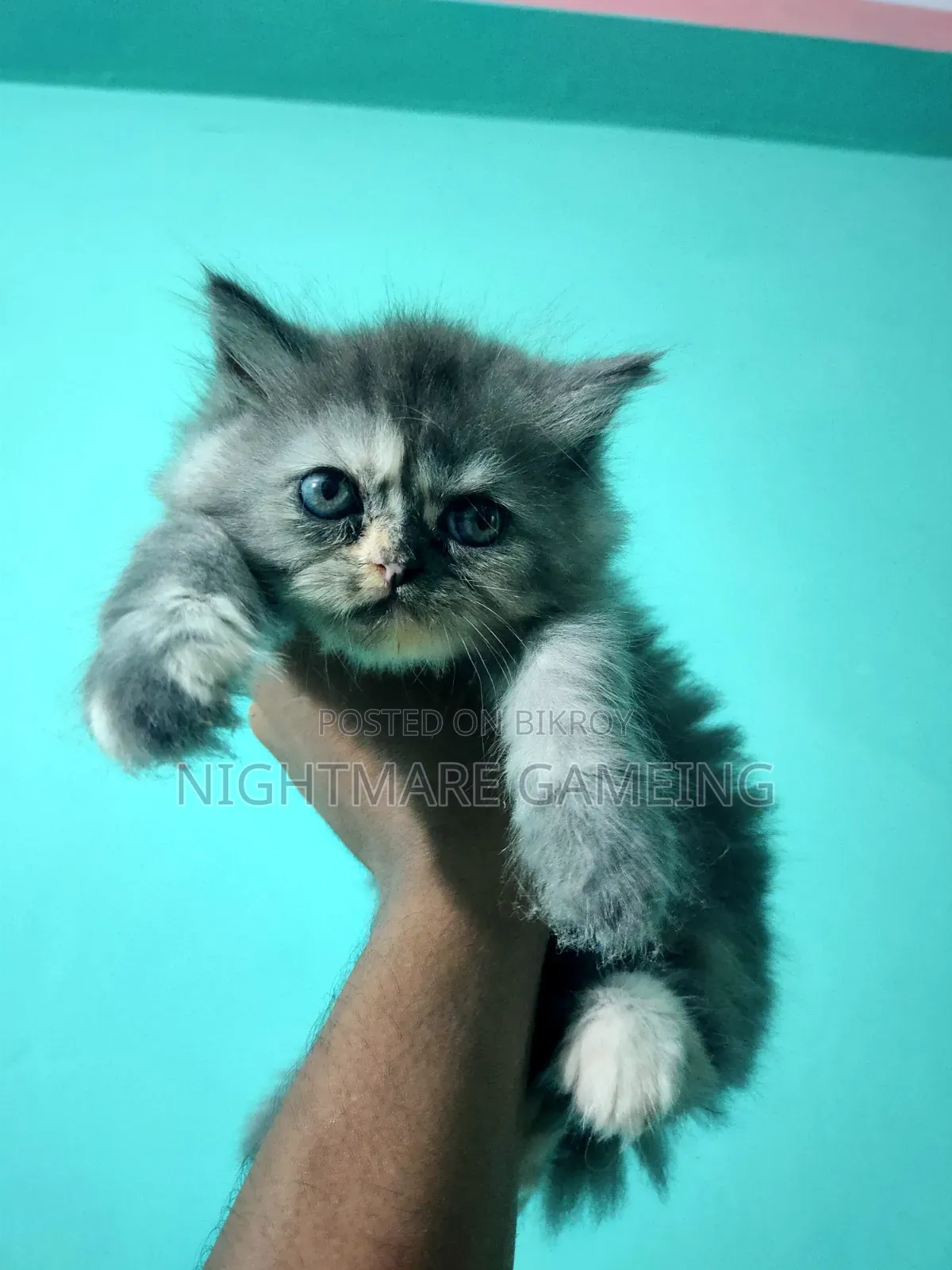 1-3 Months Female Purebred Persian Kitten