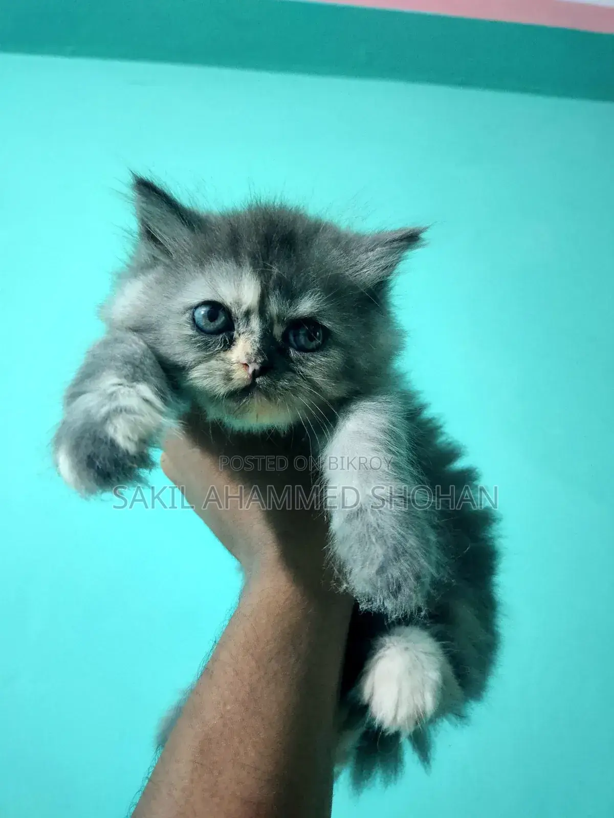 1-3 Months Female Purebred Persian Kitten