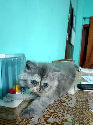 1-3 Months Female Purebred Persian Kitten