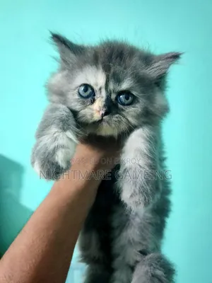 1-3 Months Female Purebred Persian Kitten