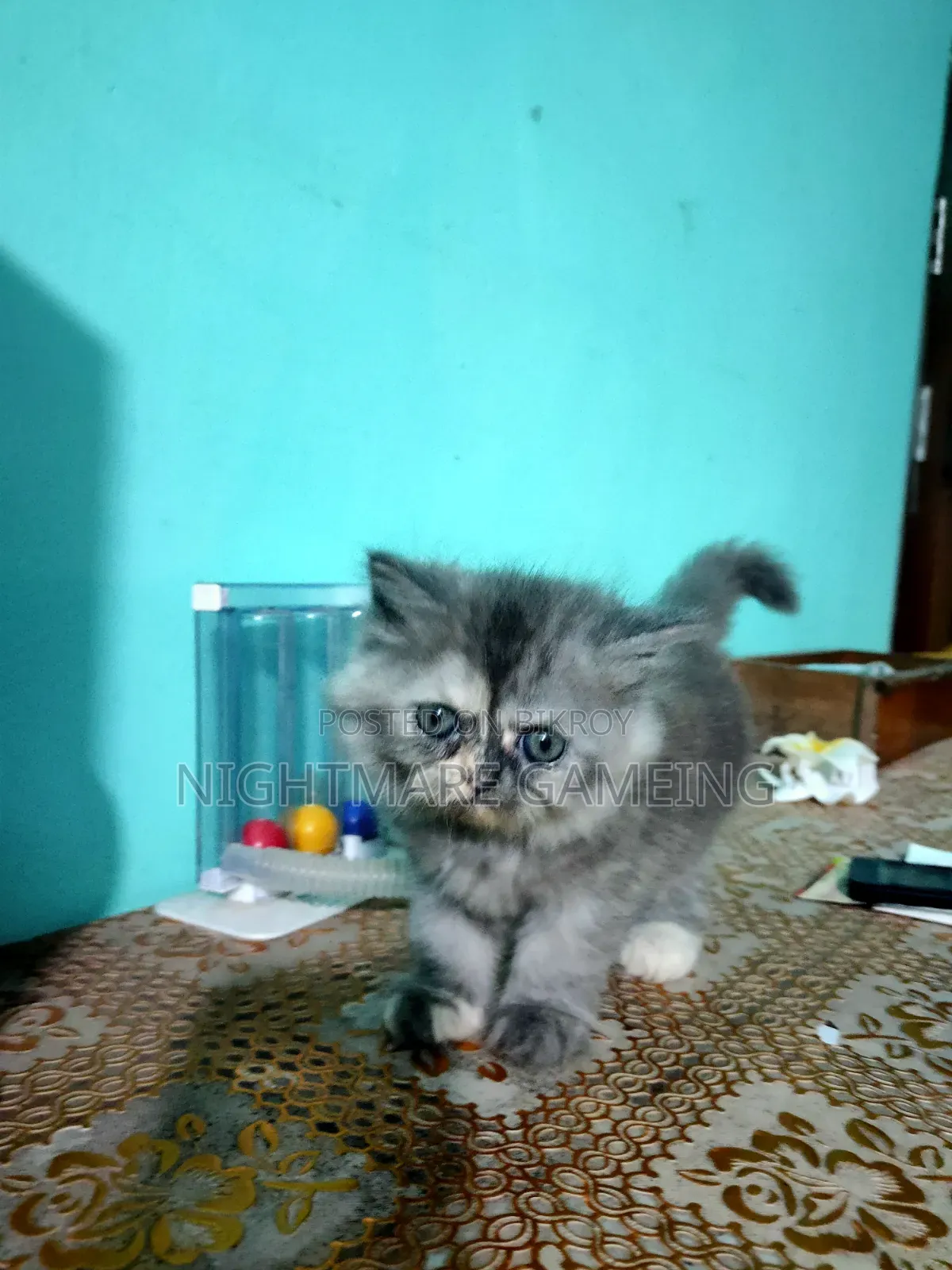 1-3 Months Female Purebred Persian Kitten