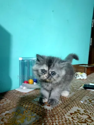 1-3 Months Female Purebred Persian Kitten