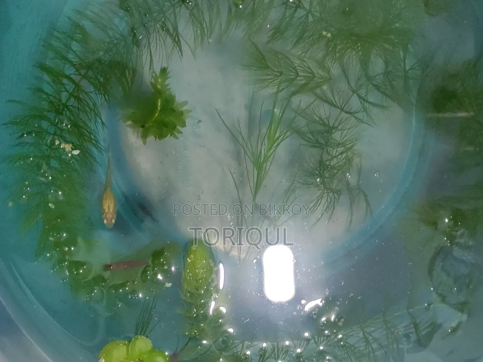 ফায়ার রেড চেরি শ্রিম্প