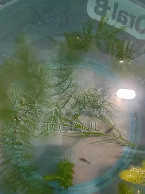 ফায়ার রেড চেরি শ্রিম্প