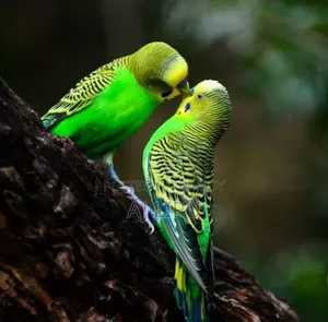 A pair of Budgerigar birds for sale