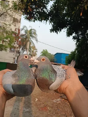 Top Quality Racer Pigeon
