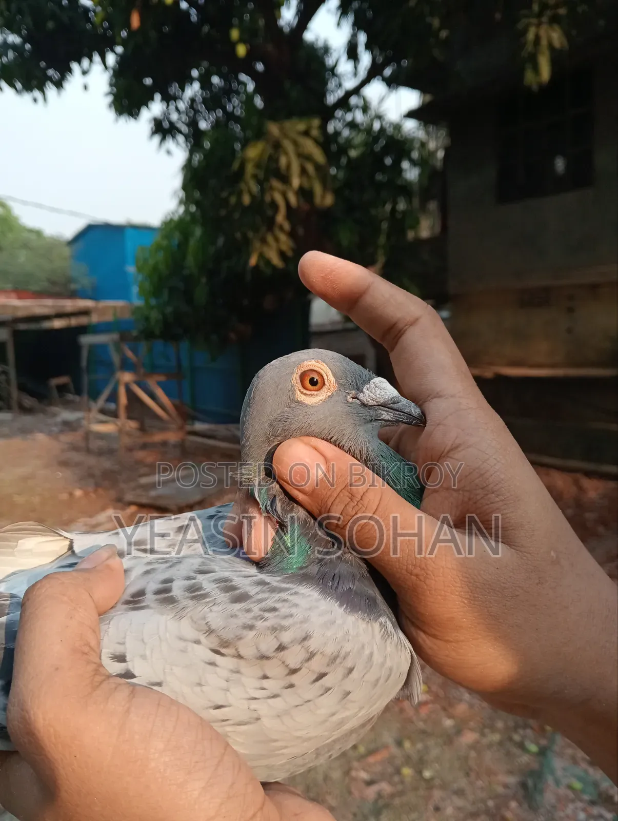 Top Quality Racer Pigeon