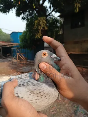 Top Quality Racer Pigeon