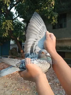 Top Quality Racer Pigeon