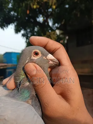 Top Quality Racer Pigeon