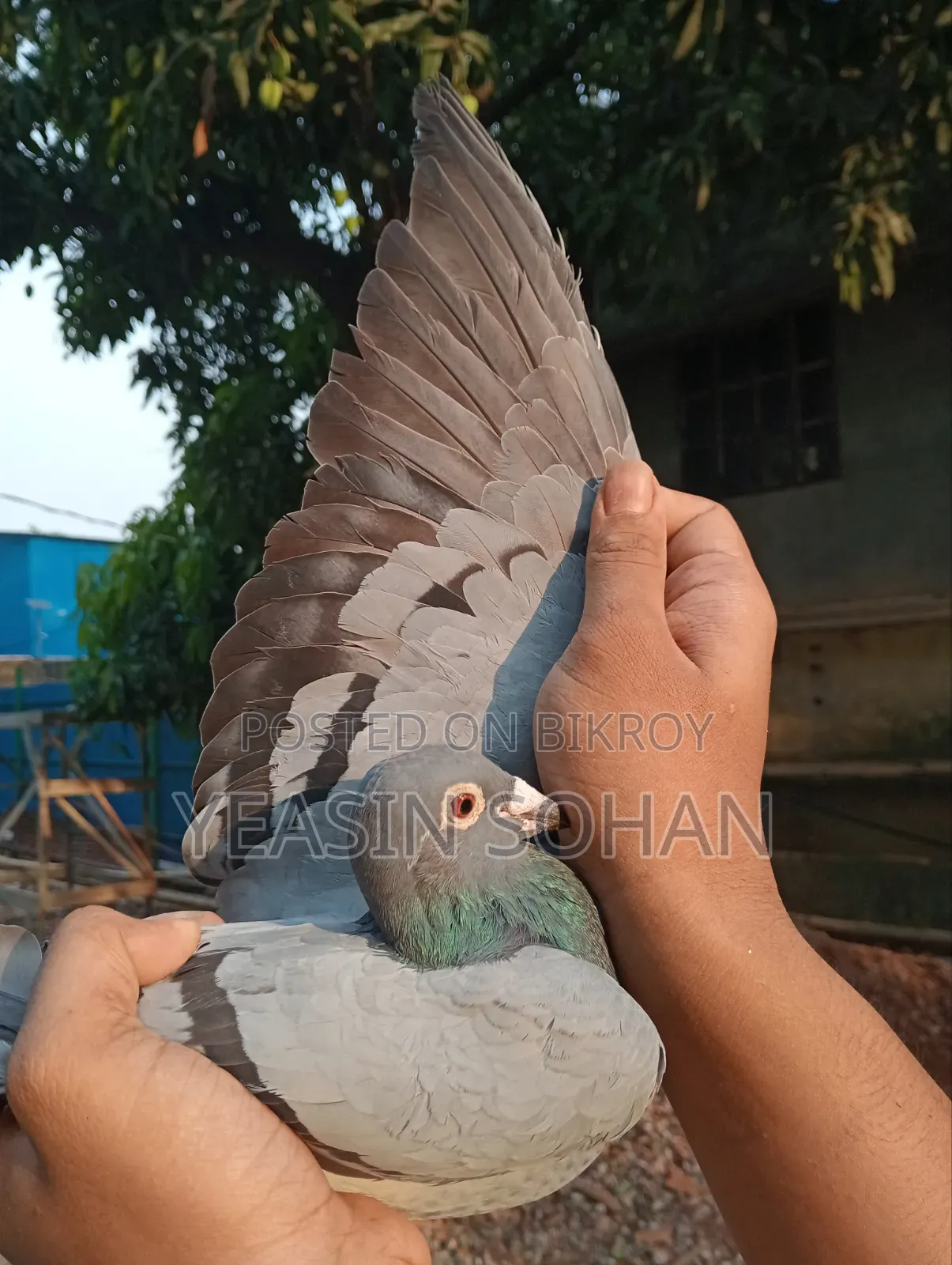 Top Quality Racer Pigeon