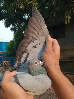Top Quality Racer Pigeon