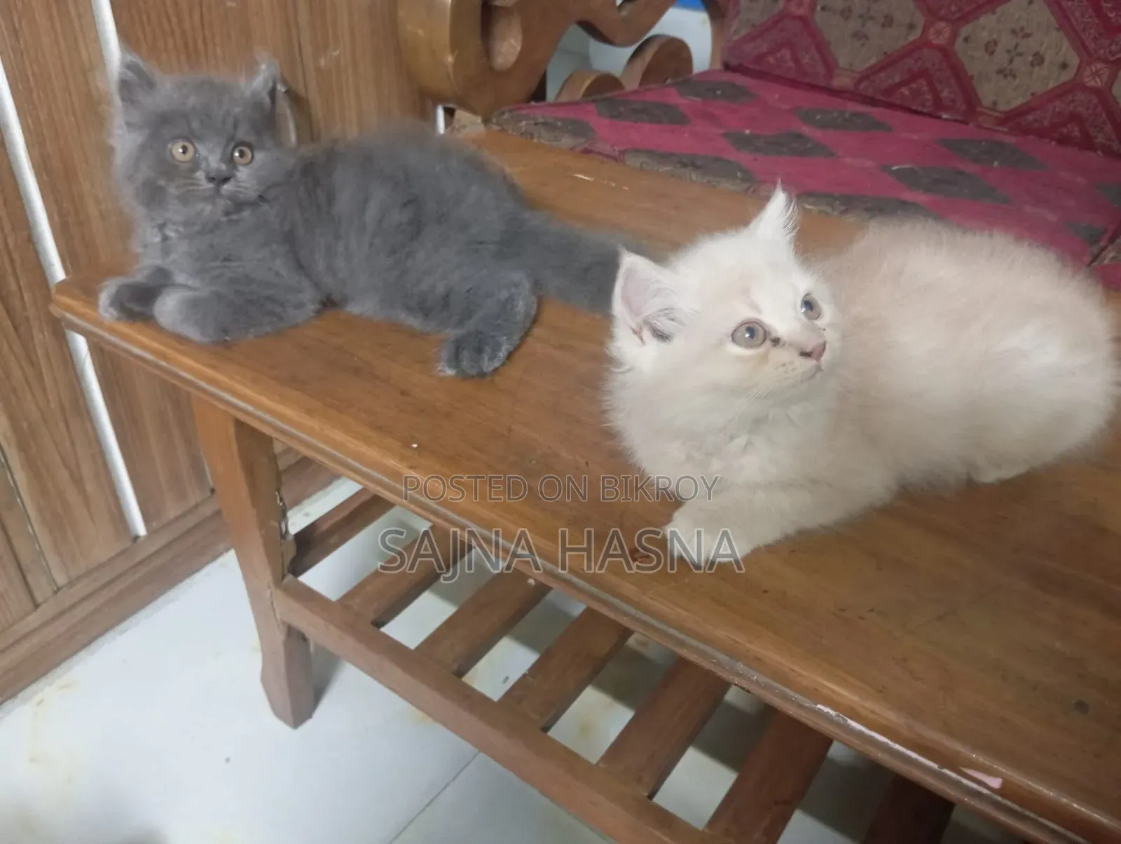 ১-৩ মাস বয়সী মহিলা পিওরব্রেড পার্সিয়ান