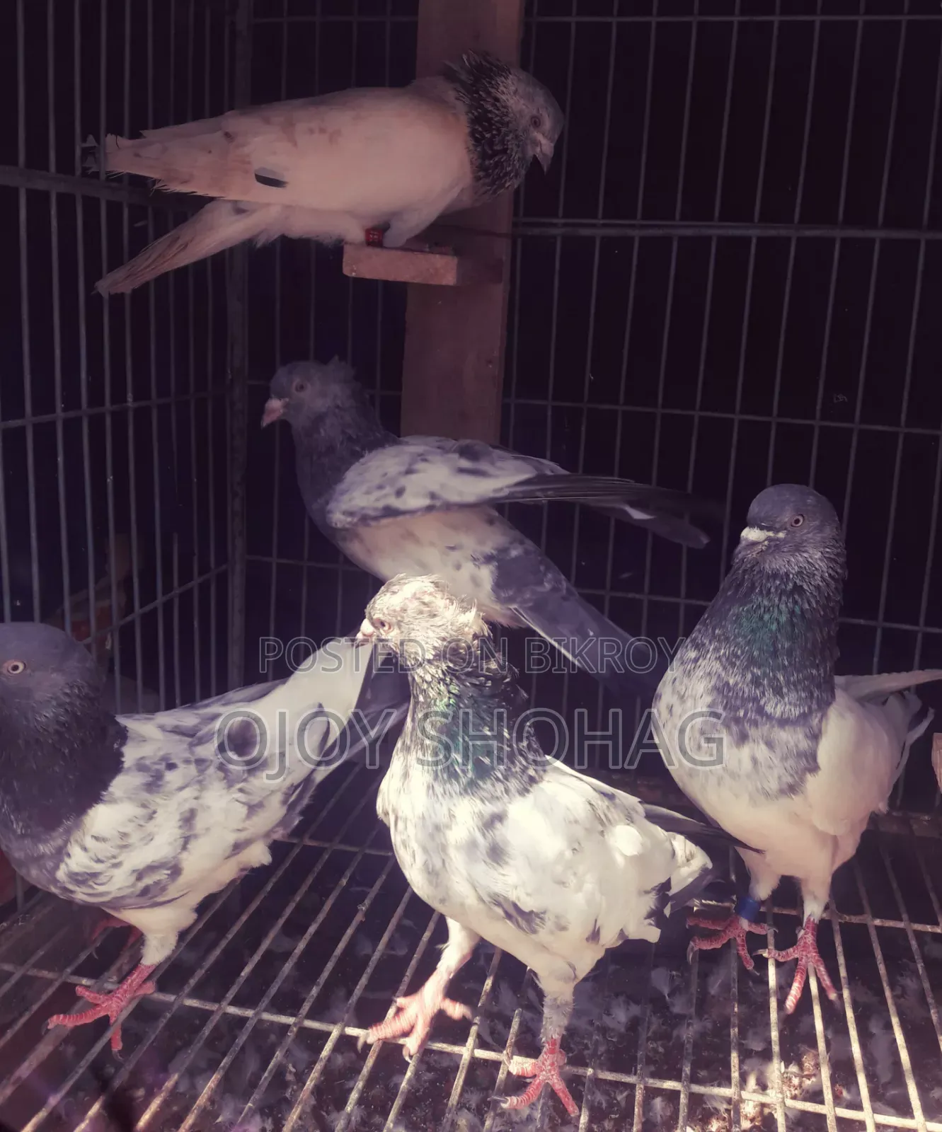 Pigeons for sale