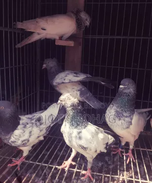 Pigeons for sale