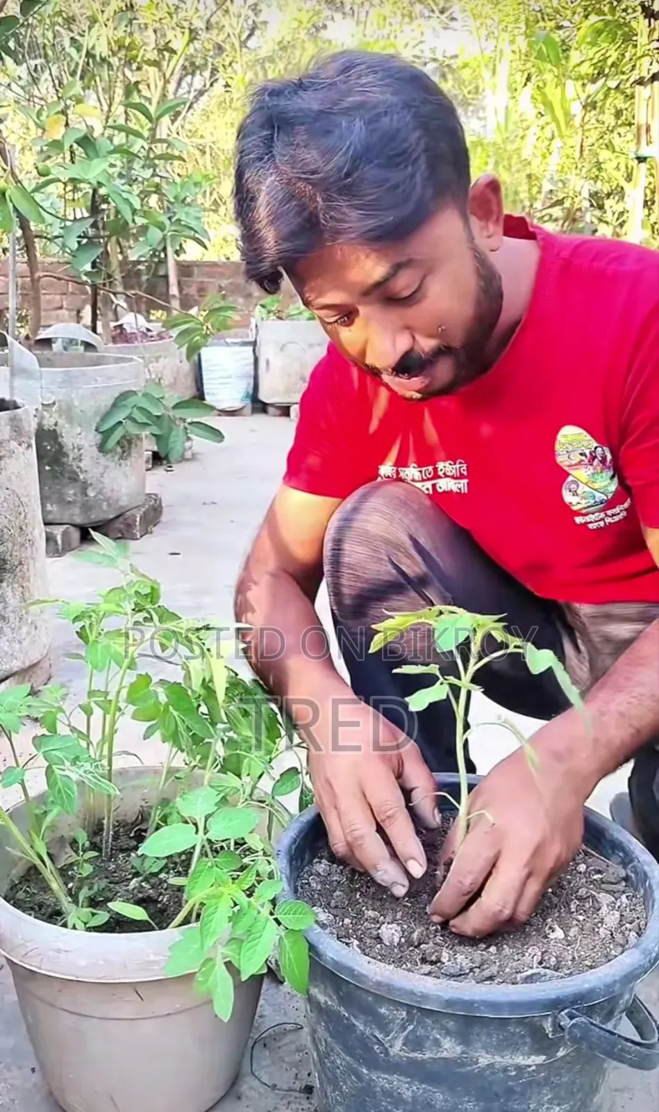 টমেটো চারা
