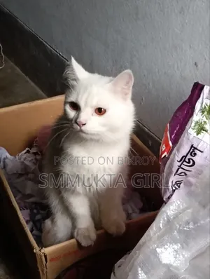 3-6 Months Male Mixed Breed Persian
