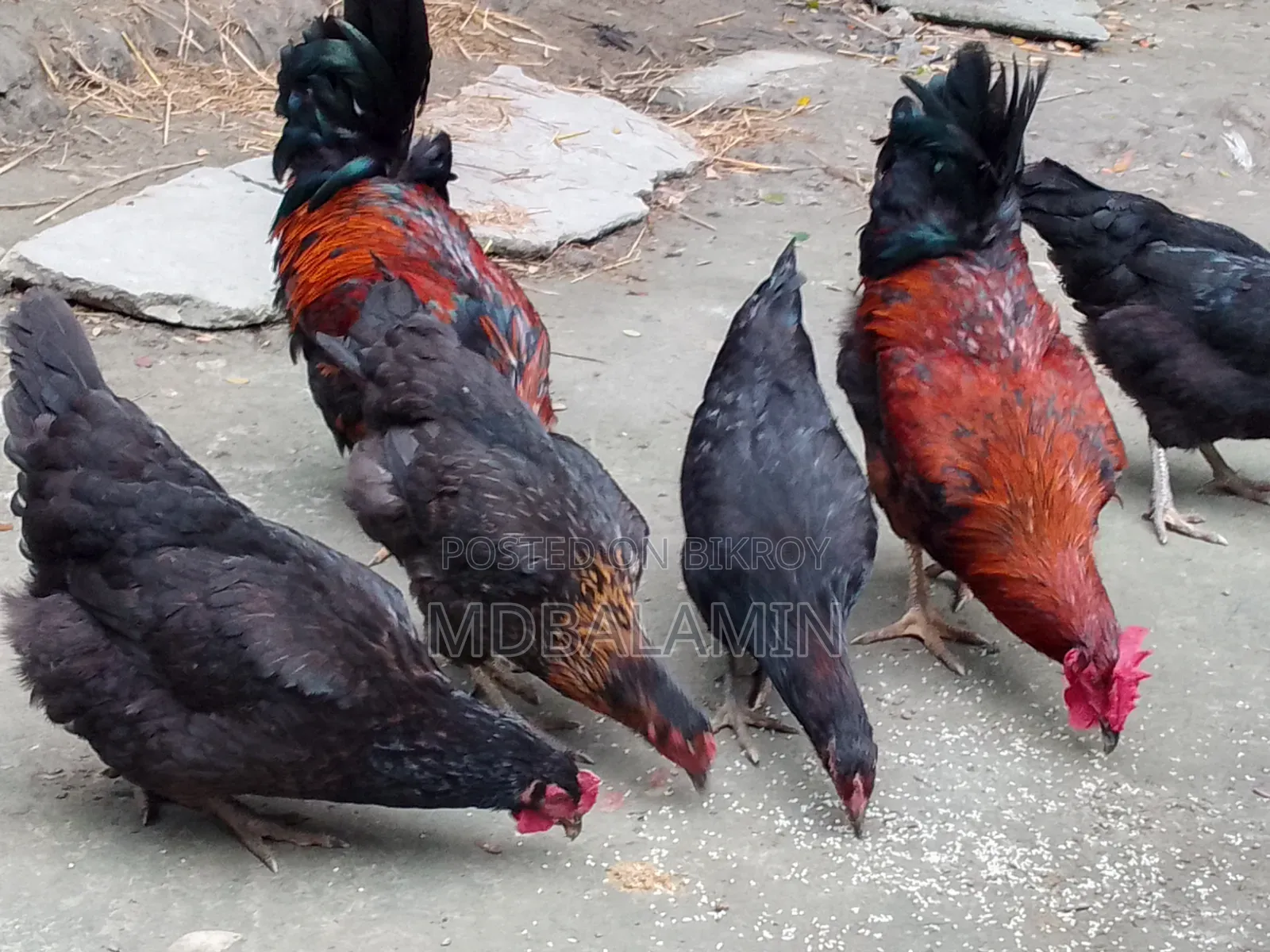 ব্লাক অস্টলাপ মুরগী ২৮ মাস ডিম দেয়