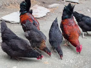 ব্লাক অস্টলাপ মুরগী ২৮ মাস ডিম দেয়