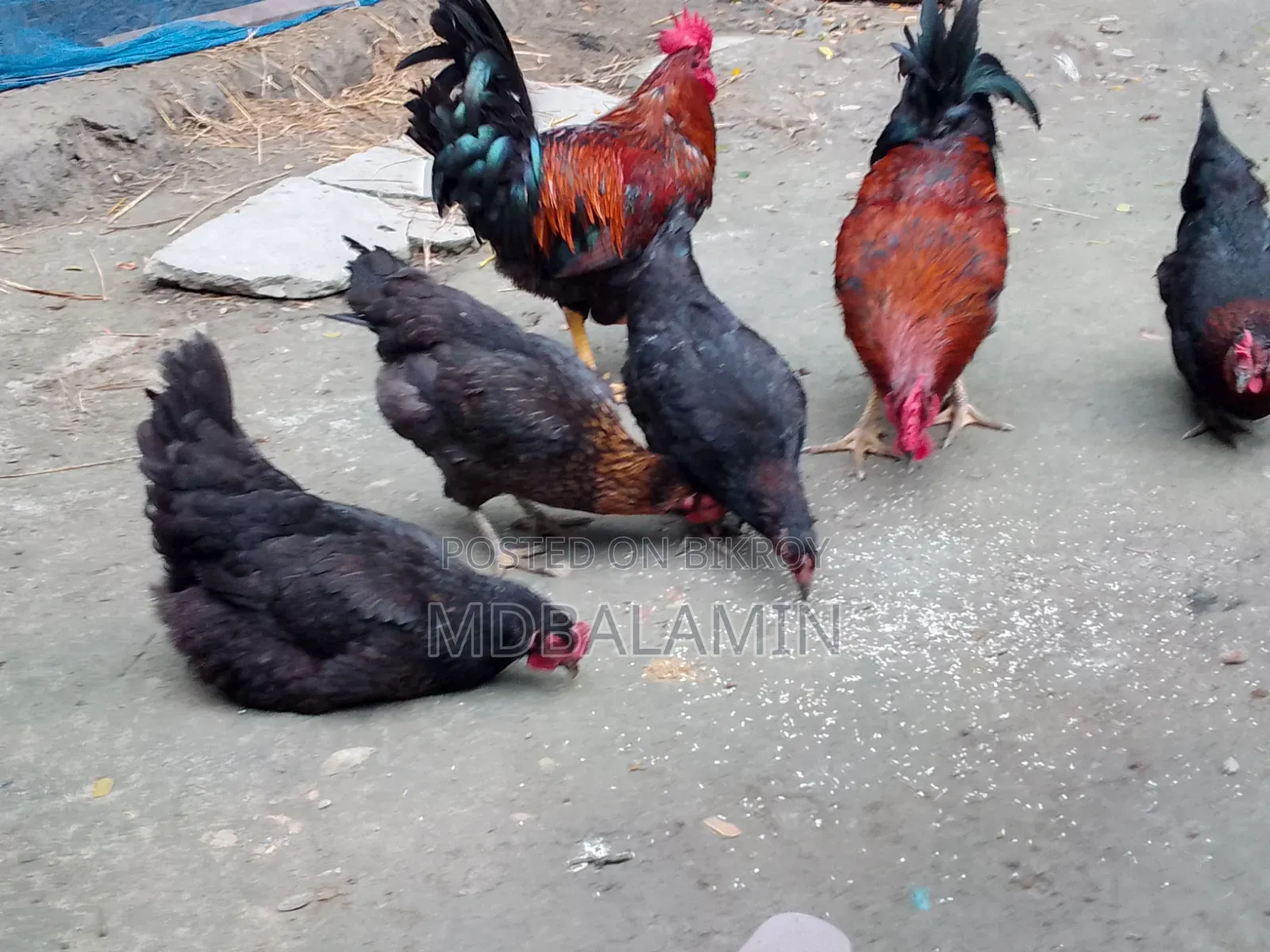 ব্লাক অস্টলাপ মুরগী ২৮ মাস ডিম দেয়