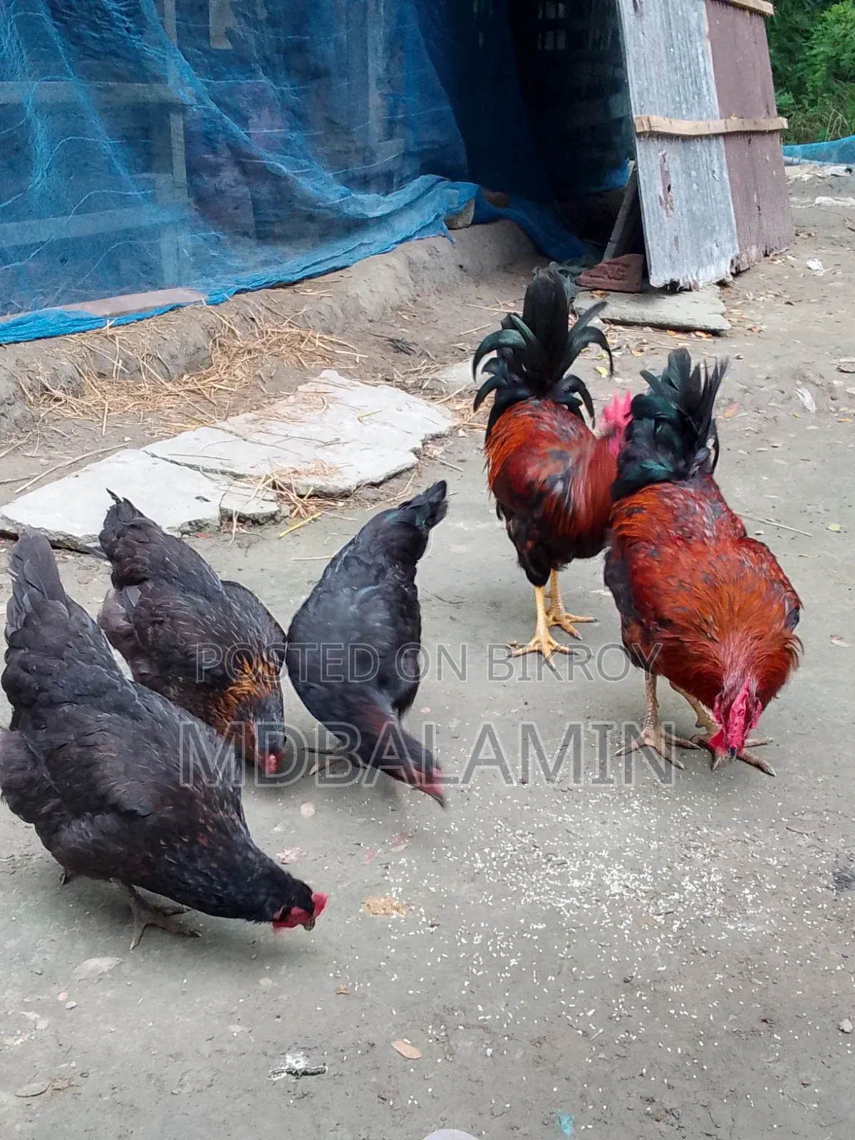 ব্লাক অস্টলাপ মুরগী ২৮ মাস ডিম দেয়