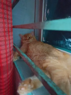 ৩-৬ মাসের মেয়ে পার্সিয়ান বিড়াল (বিশুদ্ধ জাত)