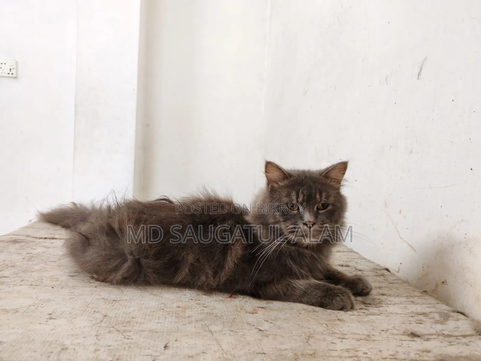 1+ Year Female Purebred Persian