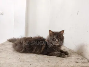 1+ year Female Purebred Persian Cat
