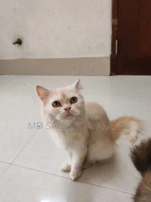 1+ Year Female Purebred Persian