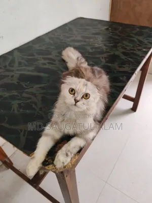 1+ Year Female Purebred Persian