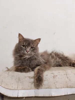 1+ Year Female Purebred Persian